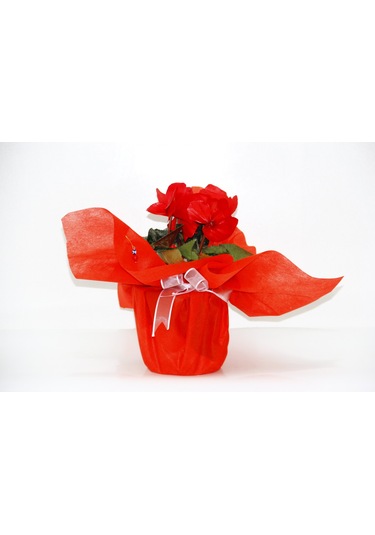 Kırmızı Siklamen Çiçeği - Yılbaşı Çiçeği Hediyelik