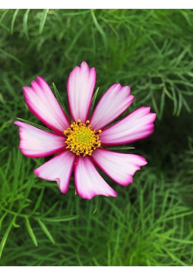 Picotee Cosmos Çiçeği Tohumu Kozmos Çiçeği