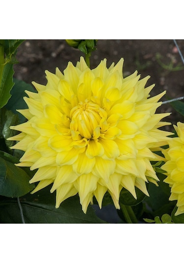 İri Çiçekli Trooper Dan Dahlia Yıldız Çiçeği Yumrusu 1 Adet