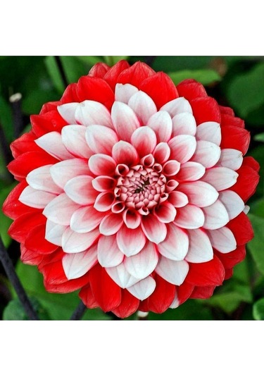 Karışık Yıldız Çiçeği Tohumu Dahlia Çiçeği Tohumu Yetiştirme Kiti