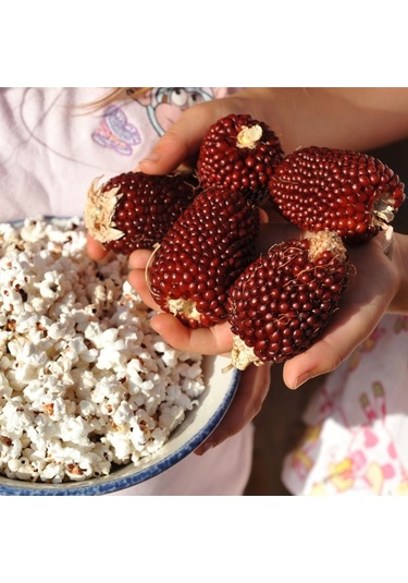 Kırmızı Mini Çilek Mısırı Tohumu