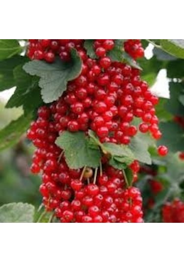 10 Adet Tohum Nadir Bulunan Gileboru Gilaboru Girebolu Bitki Tohu