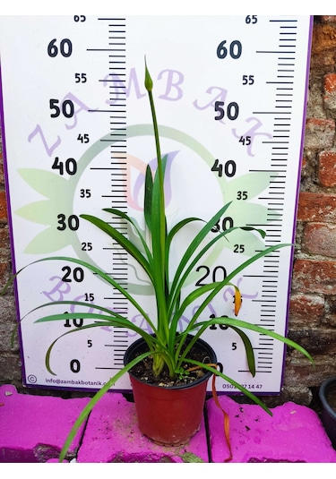 Afrika Zambağı African Lily - Beyaz Ve Kokulu Bahçe Çiçeği