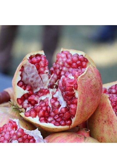 Tüplü Tatlı Çekirdeksiz Nar  Fidanı