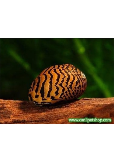 Nerite Salyangoz Tiger 1 Adet 1-3 Cm