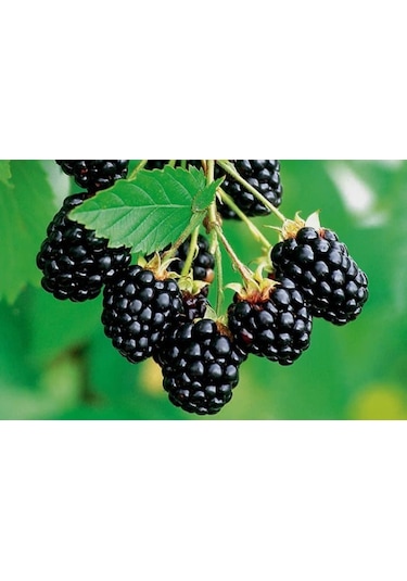 Tüplü Brazos Böğürtlen Fidanı Yaş 2 Boy  50-70cm