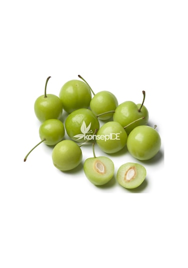 Erik Can Fidanı N11.445