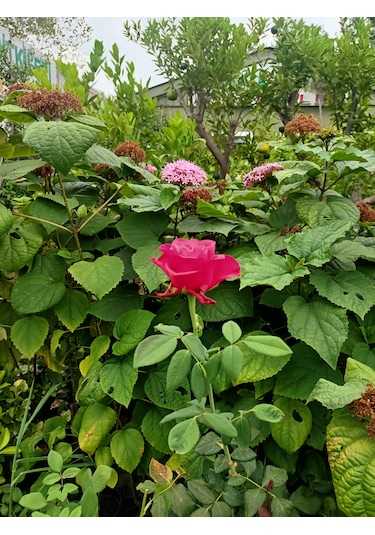 Yediveren Gül Fidanı 30-70 Cm