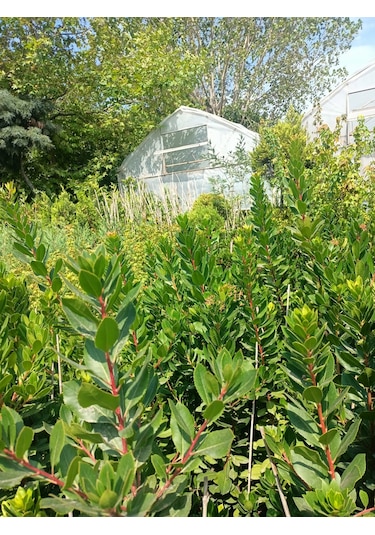 Yeşil Deniz Fidancılık Dağ Çileği Fidanı 100-150 Cm