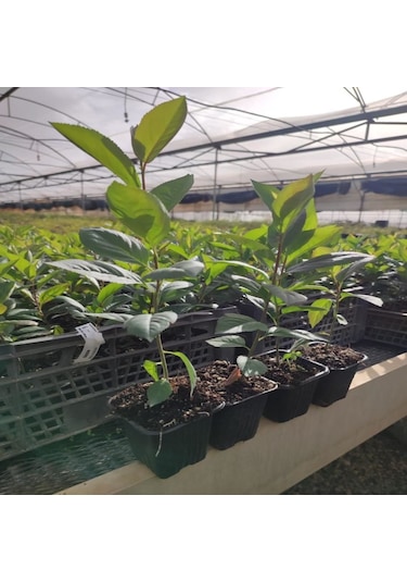 Tüplü Her Bölgeye Uygun 50 Adet Siyah Aronya Fidanı 20-40 Cm