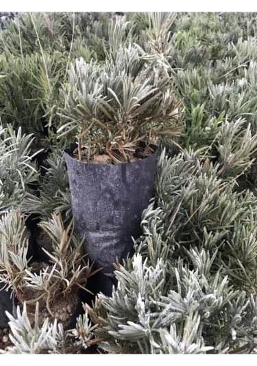 Lavanta Fidanı 5 Adet 15 - 25 Cm Intermedia