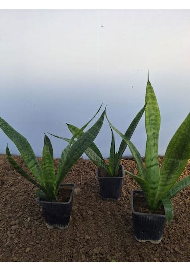 Videolu Kılıç Çiçeği 20 30 Cm 3 Adet Saksılı İç Mekan Bitkisi Gladiolus