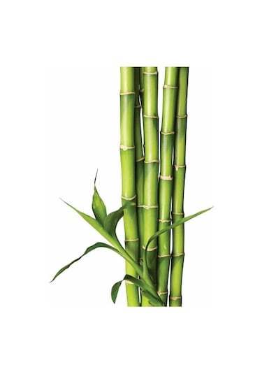 İthal Yeşil Bambu Tohumu Ekim Seti 3 Tohum +Saksı+Toprak+