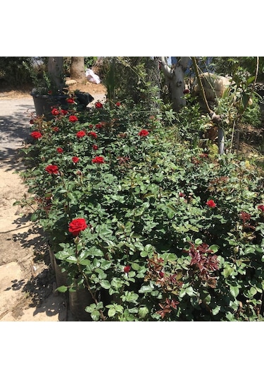 Tüplü Ve Aşılı Kırmızı Gül Fidanı Kökü 3 Yaş