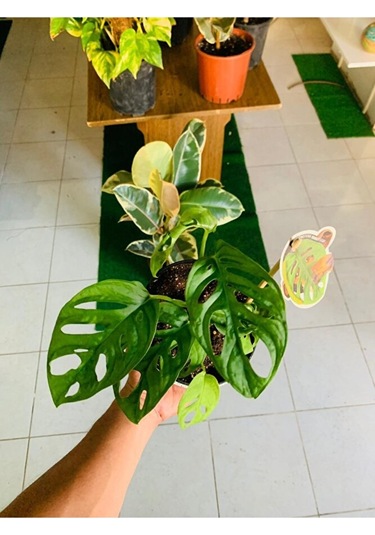 Monkey Monstera Özel Tür Salon Bitkisi