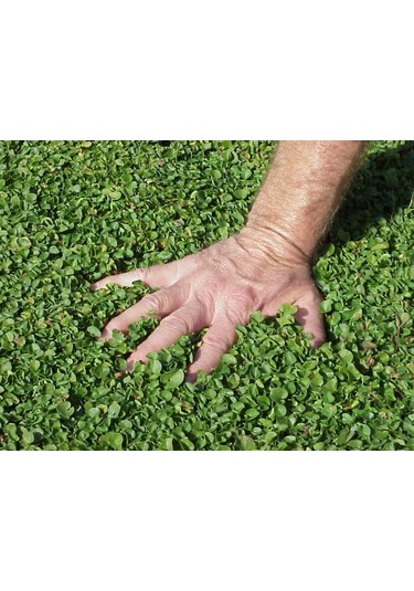 Dichondra repens Fare kulağı çim tohumu  500 gr