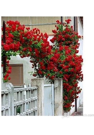 Kırmızı Kokulu Sarmaşık Gül Fidanı yediveren - Tüplü 100 Cm