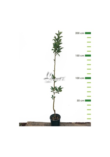 Elma Pınk Lady Fidanı