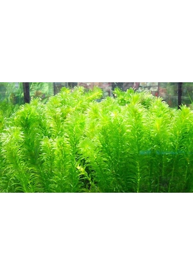 Eledoa Densa Egeria 30 Cm Akvaryum Bitkisi Canlı Bitki 5 Dal