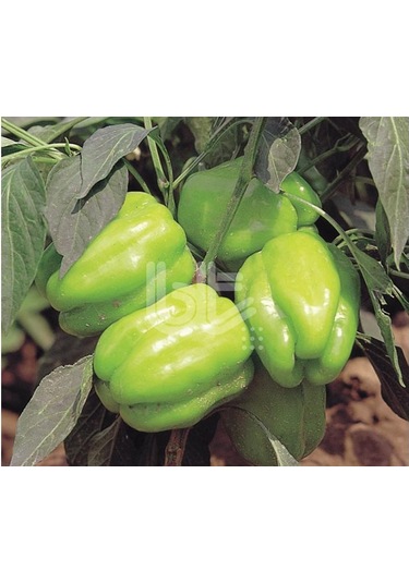 Biber Tohumu Kandil Dolma 25 GR 3000 Adet Tohum