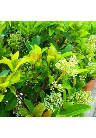 Tüplü Yağlı Kartopu viburnum Lucidum Fidanı