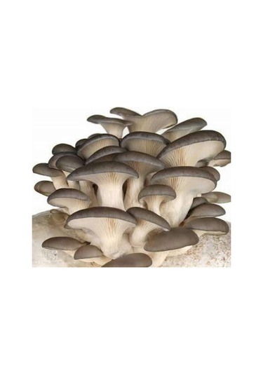 İstiridye Kavak Kayın Mantarı Tohumu Ekim Poşeti Ve Yönergeli N115651