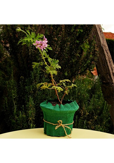 Itır (Pelargonium graveolens)
