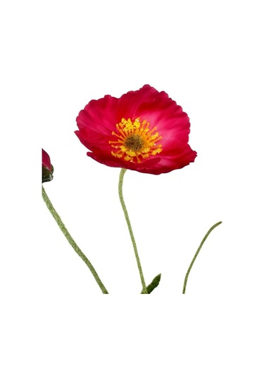 Yapay Çiçek Gelincik Çiçeği Pembe Koyu Renk 3 Çiçek 1 Tomurcuk 59cm