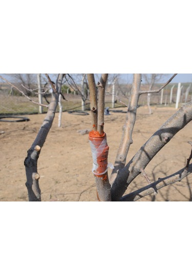 Gmt Eks Aşıve Budama Macunu 1 Kg