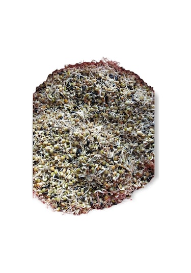 Kuşlara Çimlendirmelik Filizlendirmelik 11 Çeşit Tohum 1 KG