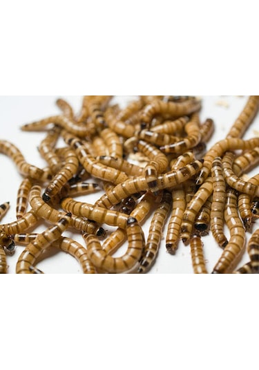 Morıo Kurdu 2-4 Cm Orta Boy 25 Adet