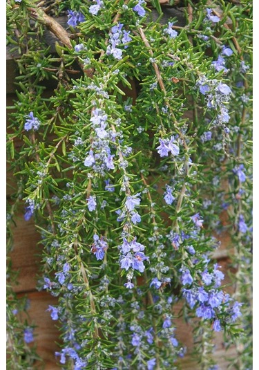 Yayılıcı / Sarkıcı Biberiye 5 Adet - Rosmarinus Officinalis Prost