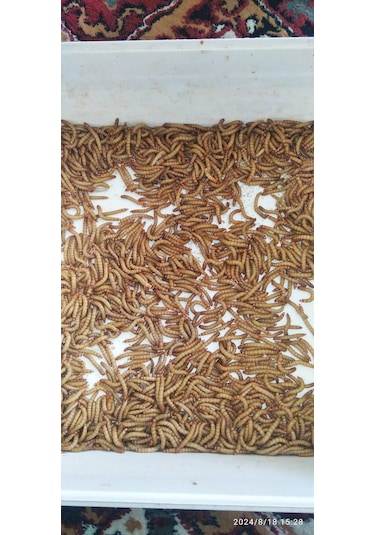 Koçlar Un Kurdu Mikro 1-1.5 Cm Boy 100 Adet