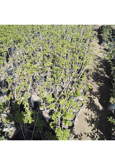 Çınar Kartopu Çiçeği Viburnum Opulus