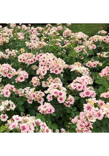 Tüplü Yediveren Çift Renk Seeu You Purple Persica Gül Fidan