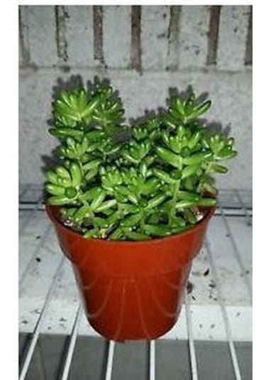 Sedum Rubrotınctum 180 Adet - Teraryum İçin Sukulent Yer Örtücü B