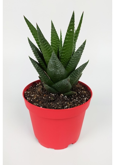 Haworthia Limifolia Sukulent 8.5 Cm Kırmızı Saksıda Büyük Boy