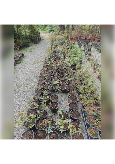 Liigarba Mavi Yemiş 20-30 Cm Saksıda
