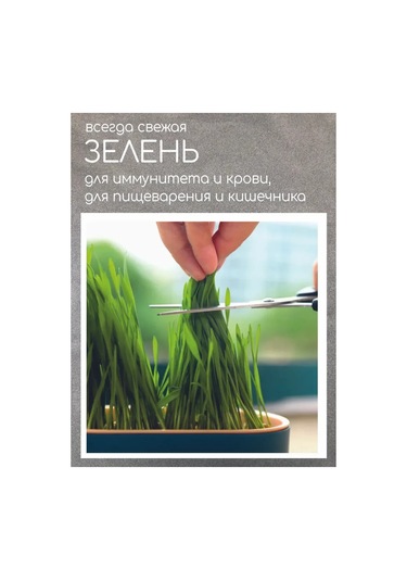 Teltree Kedi Köpek Çim Bitirme Seti - Su Yetiştirme Tepsisi, 5 Tohum Paketi, Gri Ve Parlak Yeşil Abs Plastik