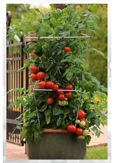 10 Adet Domates Teli 74 Cm Domates Kafesi Bitki Desteği