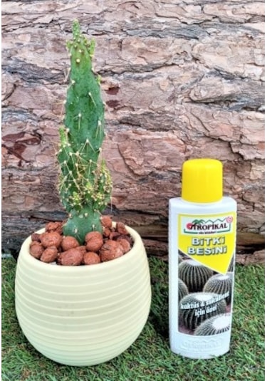 Bitki Besini 3' lü Set Genel Bitki Besini Kaktüs Sukulent Besini