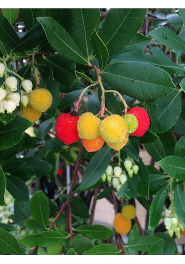 Kocayemiş Dağ Çileği Fidanı Saksılı 20 - 30 Cm