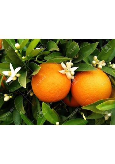 Full Mol 2.4 ( Humik Fulvik Asit ) 5 KG Sıvı Organik Gübre