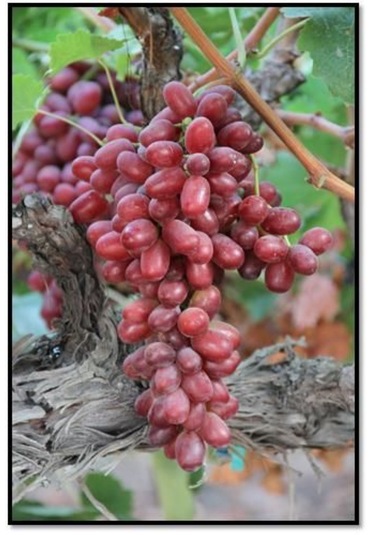 Bahçevilya Black Finger Kırmızı Siyah Üzümü 1-2 Yaş Arası Tüplü