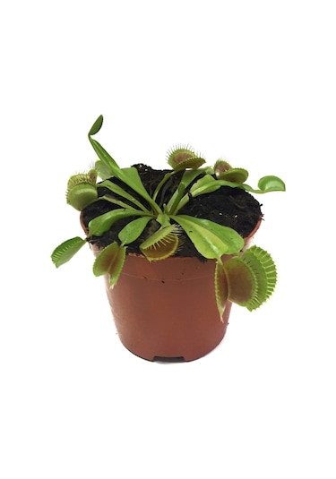 Dionaea Muscipula (Sinek Kapan Bitkisi) Ø8,5 CM Y0-10 CM