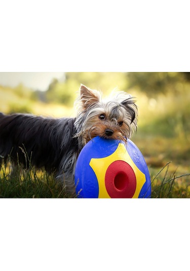 Trotto Disk Köpek Oyuncağı Renkli