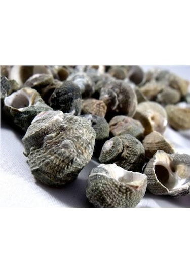 %100 NATUREL DOĞAL GERÇEK DENİZ KABUĞU 500 Gram -MMM4760