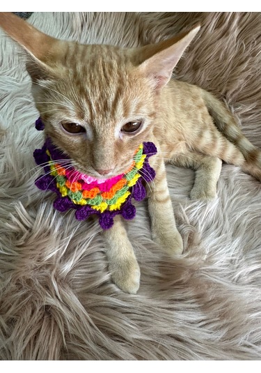 El Örgüsü Renkli Kedi Köpek Tasma Giyim Aksesuarı