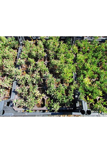 İzmir Güzeli Çiçeği 45 Adet