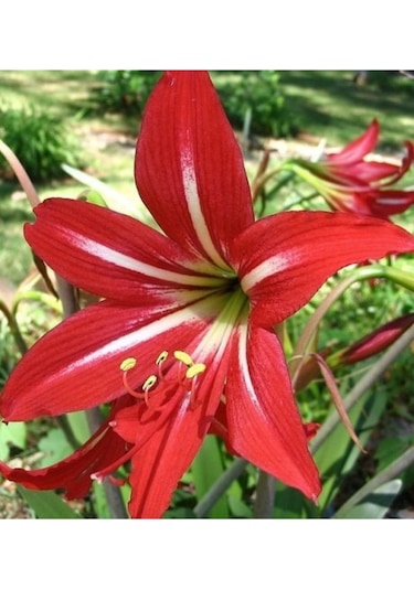 Kırmızı Beyaz Çift Renk Zambak Lilyum Zambak Soganı